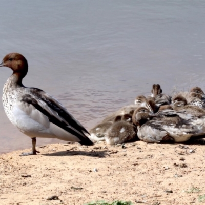 Chenonetta jubata (Australian Wood Duck) at Dickson, ACT - 24 Oct 2018 by jb2602