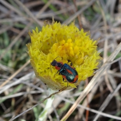 Dicranolaius villosus (Melyrid flower beetle) at Cooma, NSW - 17 Nov 2018 by JanetRussell