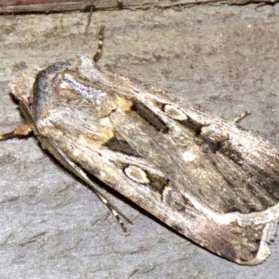 Agrotis munda (Brown Cutworm) at Rosedale, NSW - 2 Oct 2018 by jbromilow50