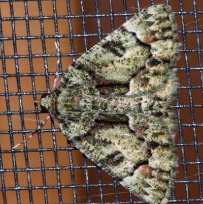 Aeolochroma metarhodata (Tea-tree Emerald (Geometrinae)) at Ainslie, ACT - 18 Nov 2018 by jb2602