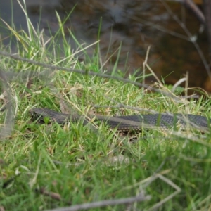 Austrelaps ramsayi at Crackenback, NSW - 4 Nov 2018 03:23 PM