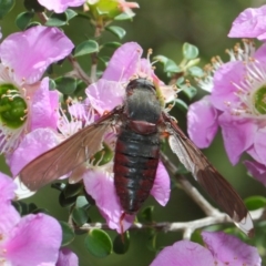 Comptosia sp. (genus) (Unidentified Comptosia bee fly) at Acton, ACT - 21 Nov 2018 by TimL