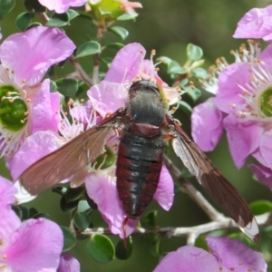 Comptosia sp. (genus) at Acton, ACT - 22 Nov 2018