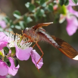 Comptosia sp. (genus) at Acton, ACT - 22 Nov 2018