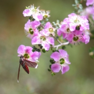 Comptosia sp. (genus) at Acton, ACT - 22 Nov 2018