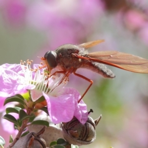 Bombyliidae (family) at Acton, ACT - 22 Nov 2018