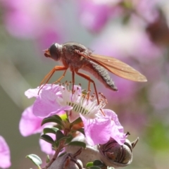 Bombyliidae (family) at Acton, ACT - 22 Nov 2018