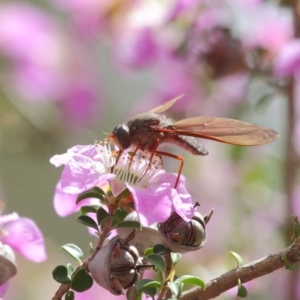 Bombyliidae (family) at Acton, ACT - 22 Nov 2018