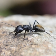 Camponotus aeneopilosus (A Golden-tailed sugar ant) at Michelago, NSW - 18 Nov 2018 by Illilanga