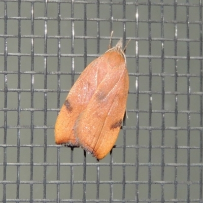Tortricopsis uncinella (Wingia group) at Conder, ACT - 13 Nov 2018 by MichaelBedingfield