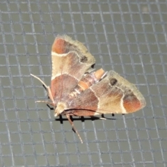 Pyralis farinalis (Meal Moth) at Pollinator-friendly garden Conder - 12 Nov 2018 by michaelb