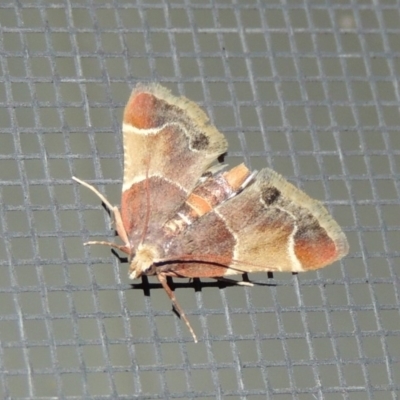 Pyralis farinalis (Meal Moth (Pyralinae) at Conder, ACT - 13 Nov 2018 by MichaelBedingfield