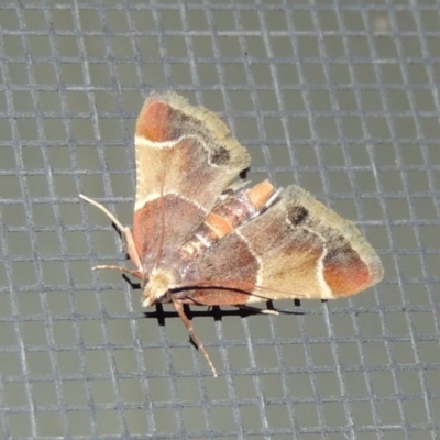 Pyralis farinalis (Meal Moth) at Conder, ACT - 13 Nov 2018 by MichaelBedingfield