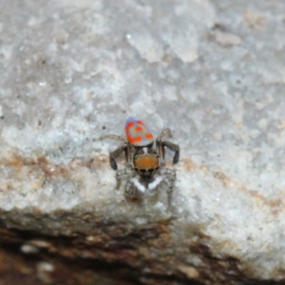 Maratus pavonis (Dunn's peacock spider) at Fyshwick, ACT - 21 Oct 2017 by Venusaur