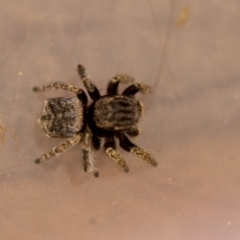 Maratus vespertilio (Bat-like peacock spider) at Acton, ACT - 6 Oct 2018 by Venusaur