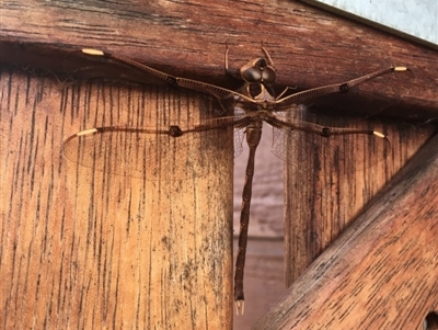 Telephlebia godeffroyi (Eastern Evening Darner) at Sanctuary Point, NSW - 21 Nov 2018 by EmmCrane