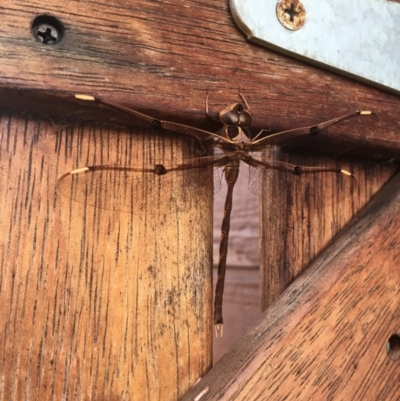 Telephlebia godeffroyi (Eastern Evening Darner) at Sanctuary Point, NSW - 21 Nov 2018 by Emm Crane