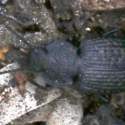 Adelium porcatum (Darkling Beetle) at Majura, ACT - 21 Nov 2018 by jb2602