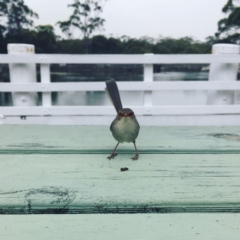 Malurus cyaneus (Superb Fairywren) at Huskisson, NSW - 21 Nov 2018 by EmmCrane