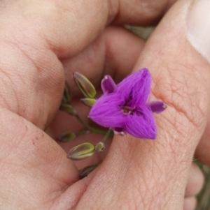 Thysanotus tuberosus subsp. tuberosus at Amaroo, ACT - 23 Nov 2018 10:39 AM