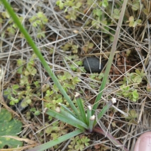 Thysanotus tuberosus subsp. tuberosus at Amaroo, ACT - 23 Nov 2018 10:39 AM