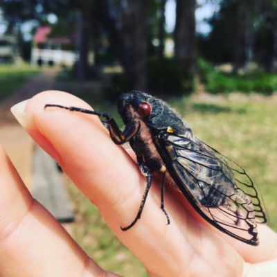 Psaltoda moerens (Redeye cicada) at Jervis Bay Maritime Museum - 9 Nov 2018 by EmmCrane