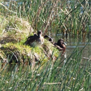 Aythya australis at Crackenback, NSW - 3 Nov 2018