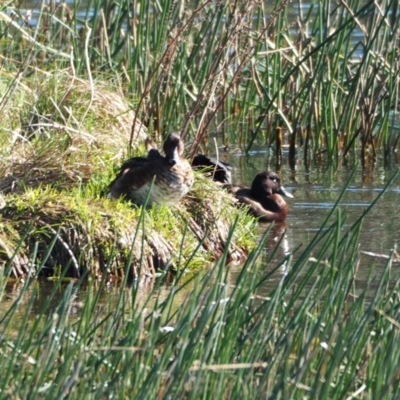 Aythya australis (Hardhead) at Crackenback, NSW - 3 Nov 2018 by wombey