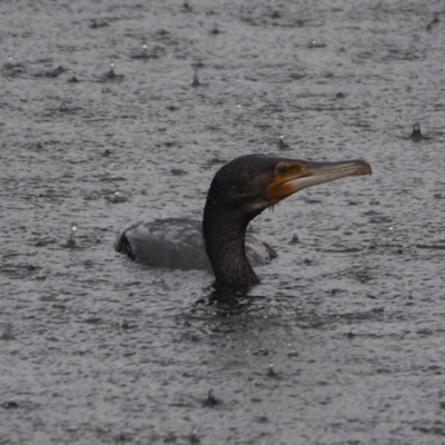 Phalacrocorax carbo (Great Cormorant) at Crackenback, NSW - 6 Nov 2018 by wombey