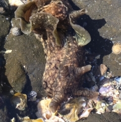 Aplysia argus (Spotted Sea Hare) at Huskisson, NSW - 30 Jun 2018 by EmmCrane