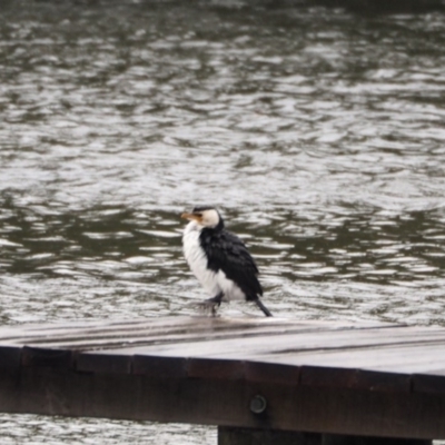 Microcarbo melanoleucos (Little Pied Cormorant) at Crackenback, NSW - 6 Nov 2018 by wombey