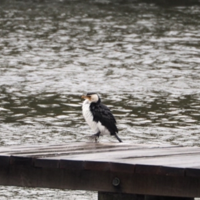 Microcarbo melanoleucos (Little Pied Cormorant) at Crackenback, NSW - 7 Nov 2018 by wombey