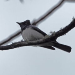 Myiagra cyanoleuca (Satin Flycatcher) at Crackenback, NSW - 6 Nov 2018 by wombey