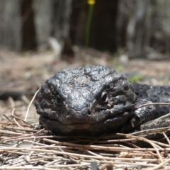 Tiliqua rugosa (Shingleback Lizard) at Hackett, ACT - 24 Nov 2018 by WalterEgo