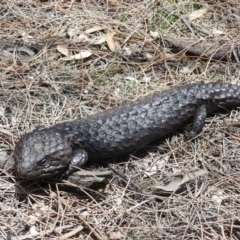 Tiliqua rugosa at Hackett, ACT - 24 Nov 2018 11:06 AM