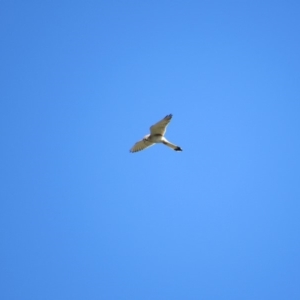 Falco cenchroides at Burra, NSW - 24 Nov 2018 09:16 AM