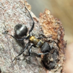 Polyrhachis ornata (Ornate spiny ant) at Acton, ACT - 21 Nov 2018 by TimL