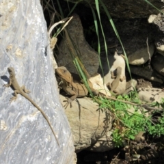 Intellagama lesueurii howittii (Gippsland Water Dragon) at Googong Foreshore - 23 Nov 2018 by KShort