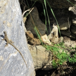 Intellagama lesueurii howittii at Burra, NSW - 24 Nov 2018