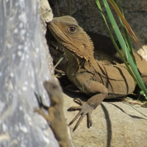 Intellagama lesueurii howittii at Burra, NSW - 24 Nov 2018