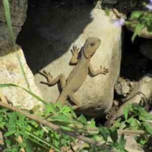 Intellagama lesueurii howittii at Burra, NSW - 24 Nov 2018