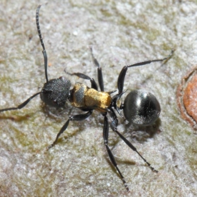 Polyrhachis ornata (Ornate spiny ant) at Acton, ACT - 21 Nov 2018 by TimL