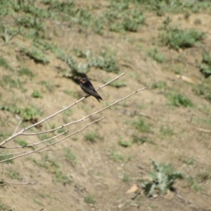 Hirundo neoxena at Burra, NSW - 24 Nov 2018