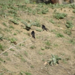 Hirundo neoxena at Burra, NSW - 24 Nov 2018 09:44 AM