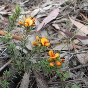 Pultenaea subspicata at Hackett, ACT - 24 Nov 2018 11:34 AM