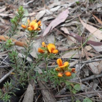 Pultenaea subspicata (Low Bush-pea) at Hackett, ACT - 24 Nov 2018 by WalterEgo