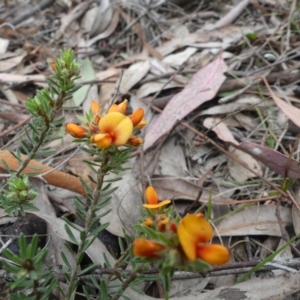 Pultenaea subspicata at Hackett, ACT - 24 Nov 2018 11:34 AM