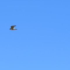 Falco peregrinus (Peregrine Falcon) at Burra, NSW - 24 Nov 2018 by KShort