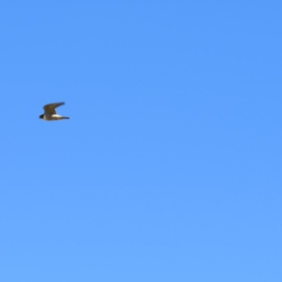 Falco peregrinus (Peregrine Falcon) at Burra, NSW - 24 Nov 2018 by KShort