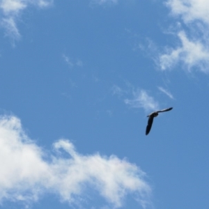 Falco peregrinus at Burra, NSW - 24 Nov 2018